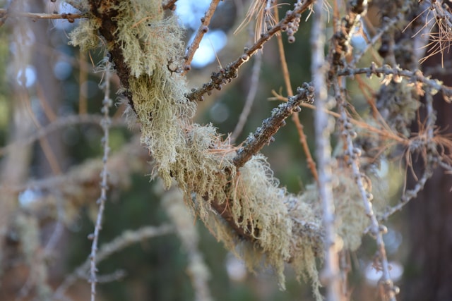 Lärchenverfärbung Engadin Herbst