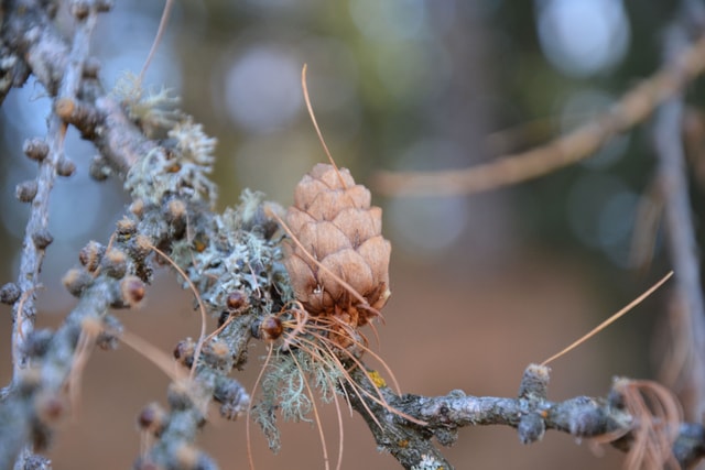 Herbstnatur Sils Maria Graubünden