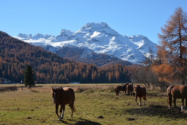Herbstwald Engadin Wanderwege